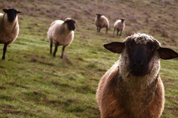 Pecore del Suffolk che pascolano su un prato verde