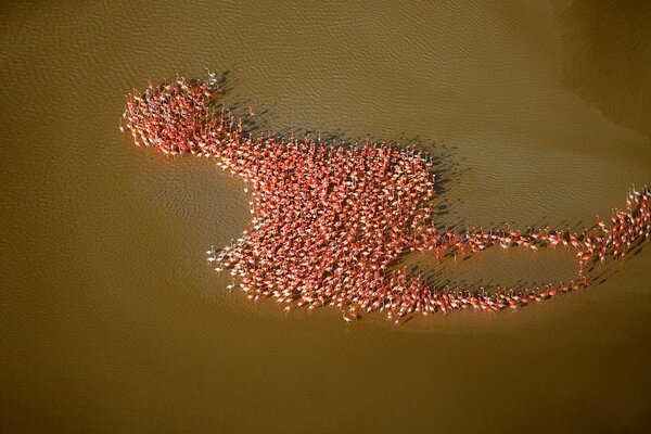 Flamencos rosados alineados en forma de pájaro en la orilla