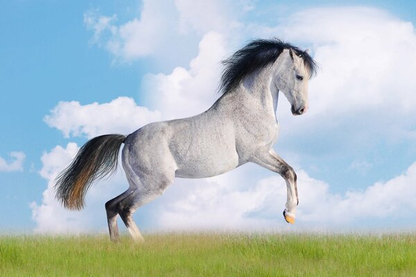 Biały koń z czarną grzywą na tle chmur