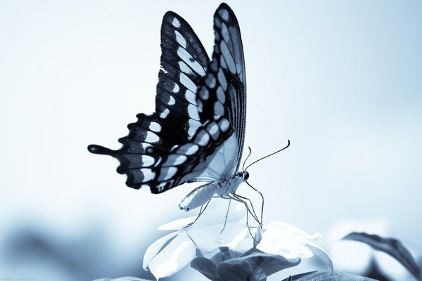 Papillon closeup sur une feuille en image noir et blanc