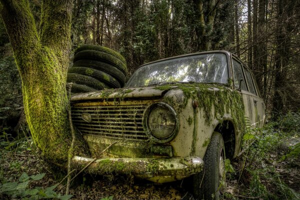 Der Baum ist in Zhiguli zerrissen und alles ist mit Moos bedeckt