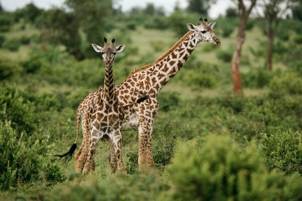 Семья жирафов в живой природе