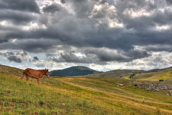 El cielo, las montañas y el caballo que camina por las colinas