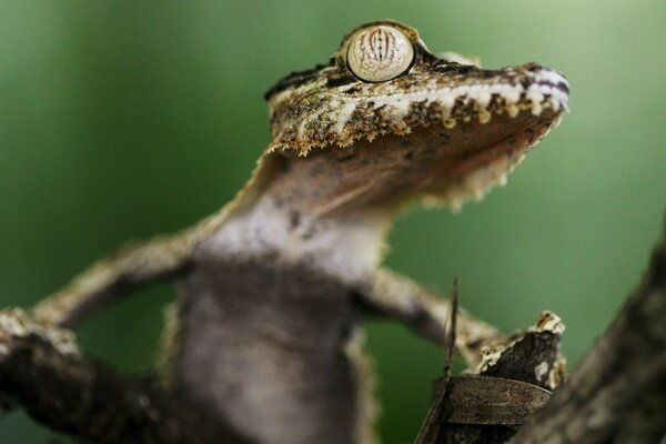 Gecko en una rama de árbol