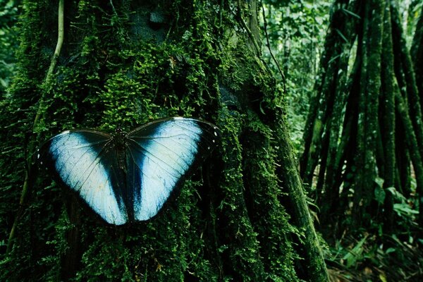 Las, motyl z niebieskimi skrzydłami na mchu