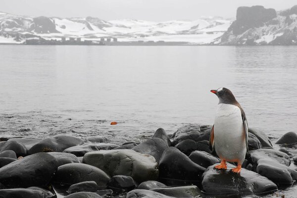 A penguin with black wings on rocks in the mountains