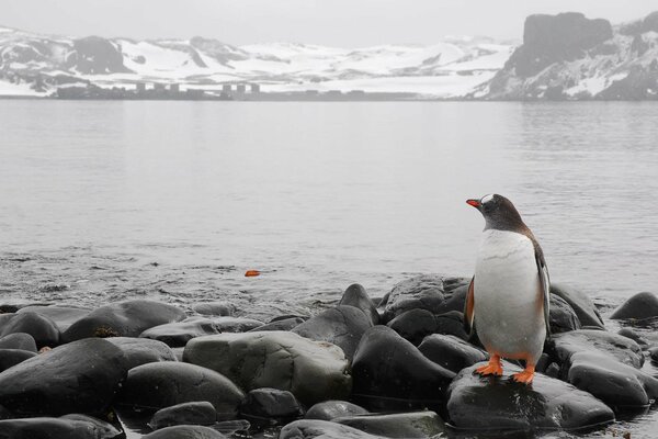 Pingüino con alas negras en rocas en las montañas