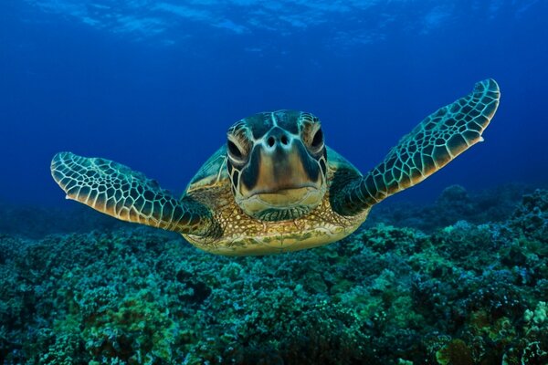 Schildkröte unter Wasser auf Korallenhintergrund