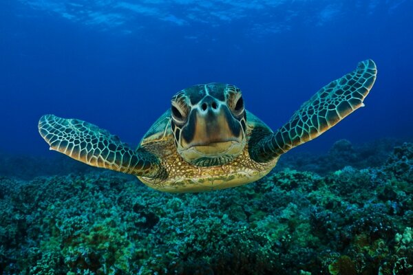 Tartaruga sott acqua su uno sfondo di corallo