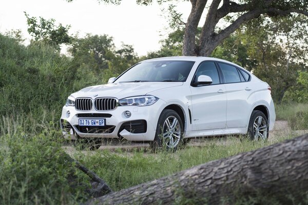 Biały BMW sport w lesie