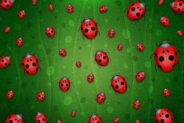 Molte coccinelle di diverse dimensioni su sfondo verde