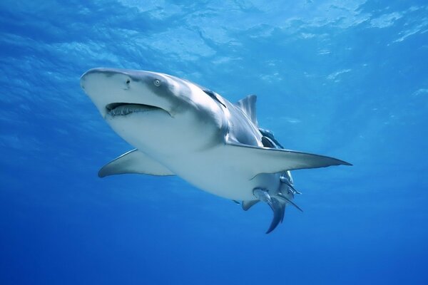 Requin prédateur marin dans l eau