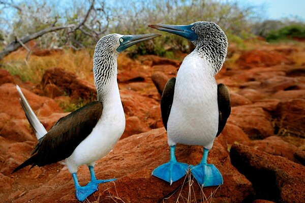 A rare species of birds with blue paws