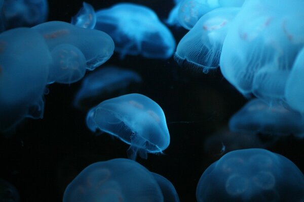 A flock of transparent jellyfish in dark water