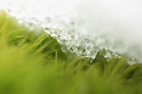 Gotas de agua en la hierba en primavera