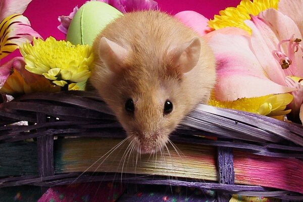 A black-eyed mouse in a basket with flowers