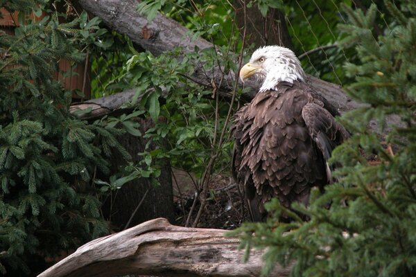 L Aquila si siede su un ramo e guarda in lontananza