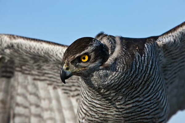 Lo sguardo degli occhi di Falco arancione