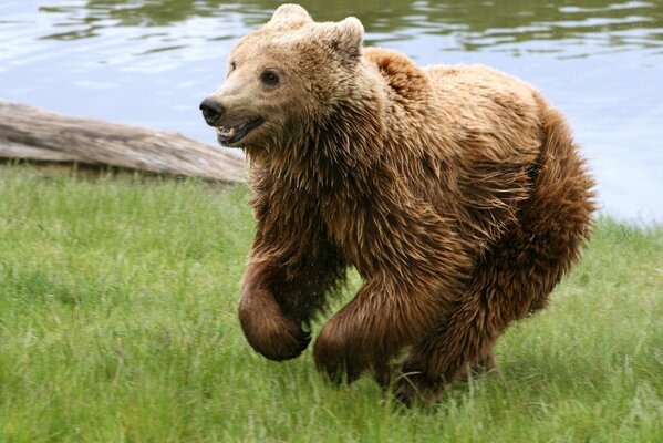 Un ours humide court sur l herbe