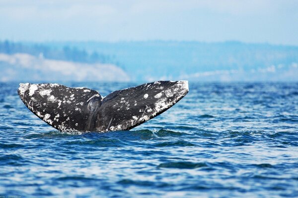 Cola de ballena manchada asomándose fuera del agua