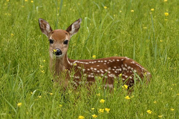 The fawn is lying in the green grass