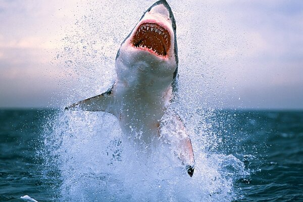 Un tiburón depredador con una serie de dientes peligrosos saltó del agua. vzg