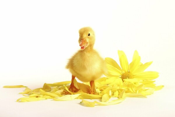 Patito peludo amarillo con flor amarilla