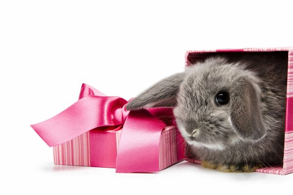 Caja de regalo rosa con orejas grises