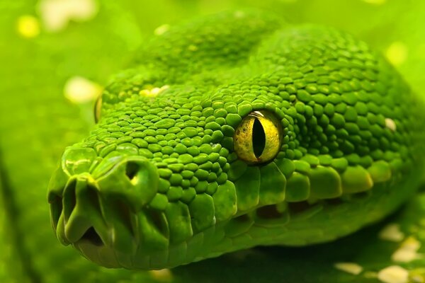 Photo of a boa constrictor up close with a scary look . Feathered