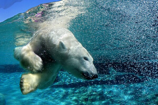 Und unter Wasser ist seine Beute, Witze sind schlecht mit einem weißen Bären