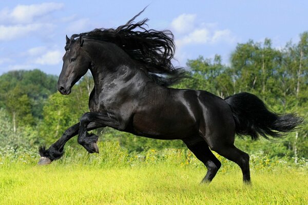 Running black stallion on the background of the forest