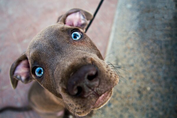 A dog with bright blue eyes