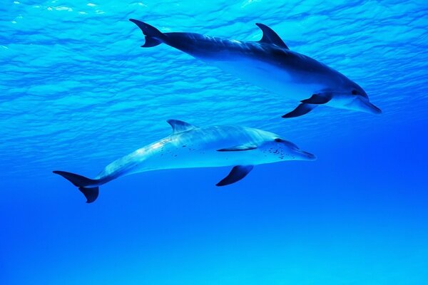 Couple de dauphins dans la mer bleue