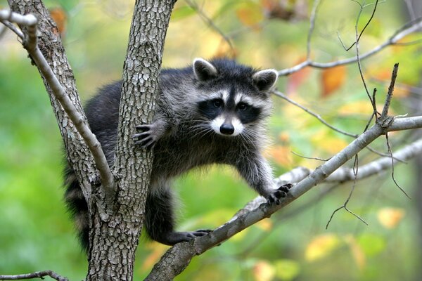 A wild raccoon on a tree looks at the camera