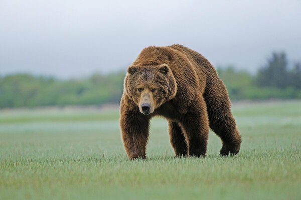 Temibile orso bruno sull erba