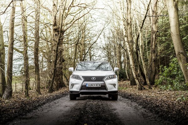 Lexus on a forest road against a background of trees