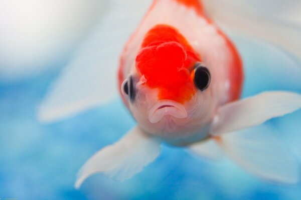 Hermoso pez con ojos negros en el agua