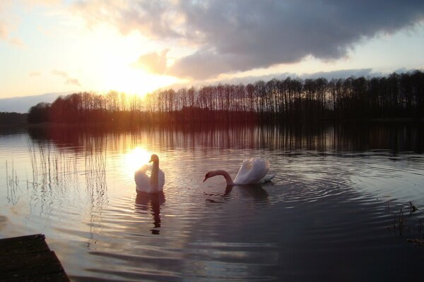 Cisnes blancos nadando en un lago forestal