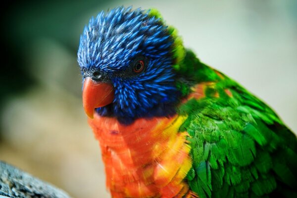 Papuga z piórami w jasnych kolorach uważnie przyglądająca się czymś