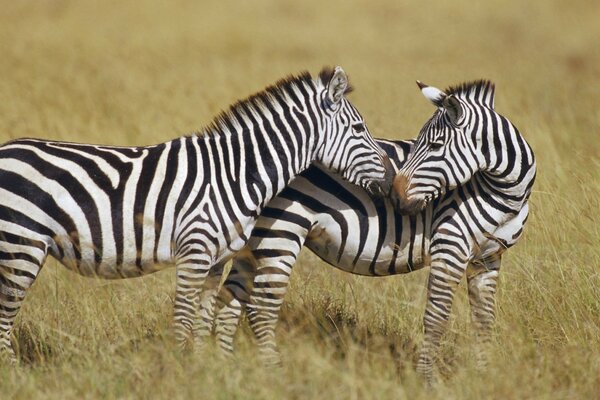 Ungulates in the wild. Kiss the zebras