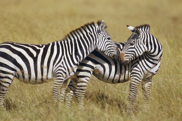 Ungulados en la naturaleza. El beso de las cebras