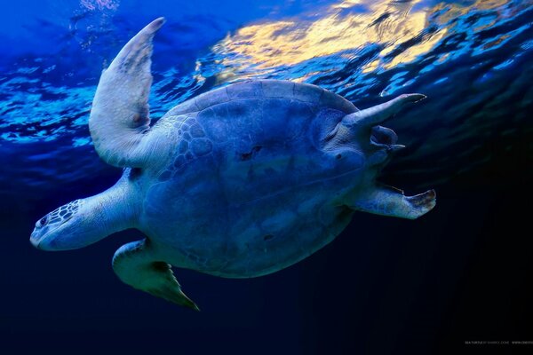 Duży żółw pod wodą