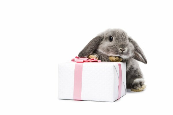 Gift box with a bunny on a white background