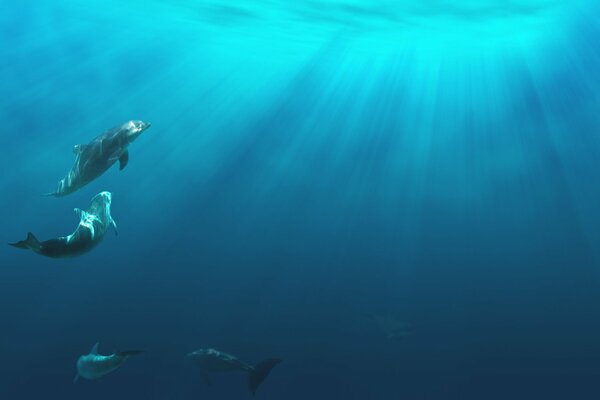 Delfiny w oceanie płynące na światło