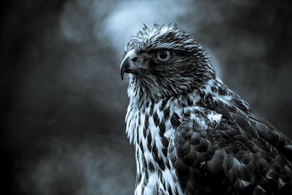 Bel oiseau faucon avec des plumes grises et un regard pointu