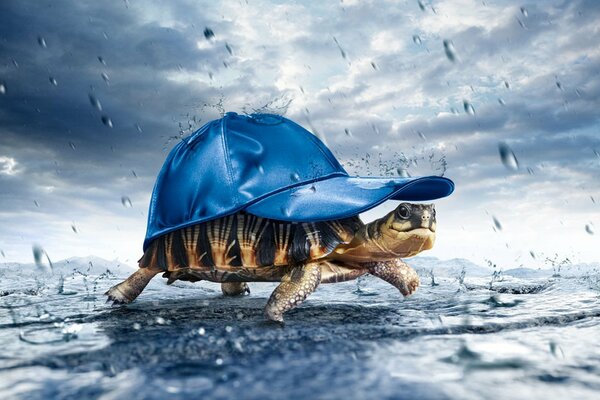 A land turtle walks on the ground in a blue cap