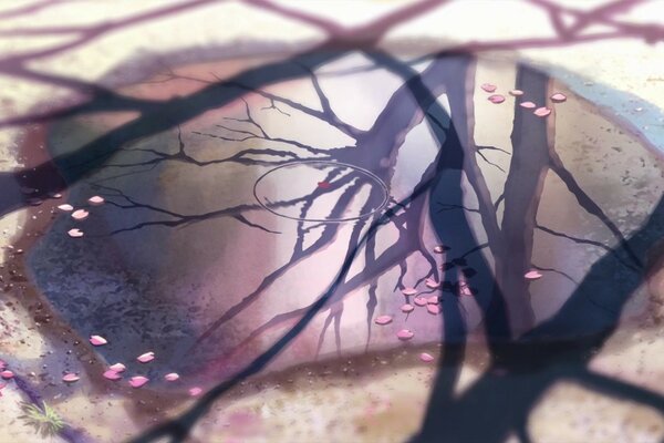 Makoto shinkai, sakura s reflection