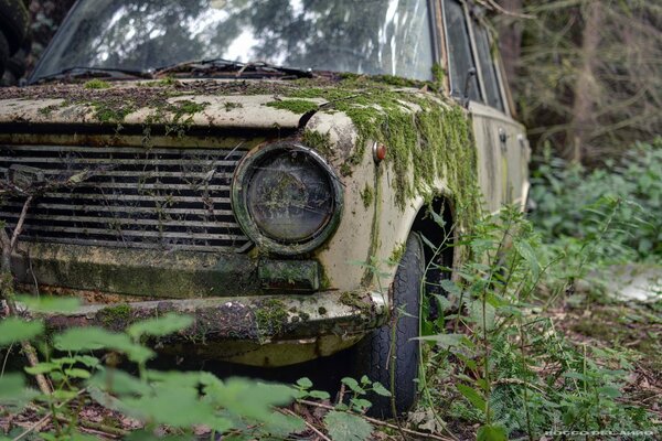 Vieille voiture couverte de mousse debout dans la forêt