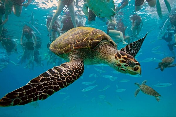 Tortuga Marina en su hábitat natural