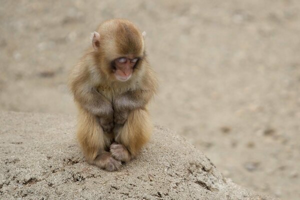 Singe triste assis sur la pierre